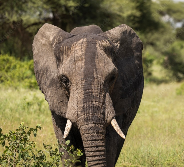 Classic 3-Day Safari
