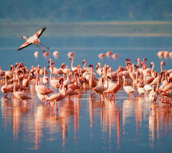 Ultimate 6-Day Safari